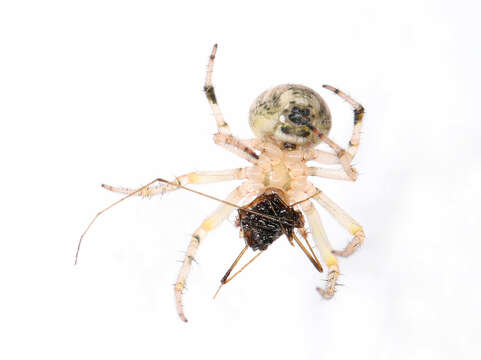 Image de Araneus pegnia (Walckenaer 1841)