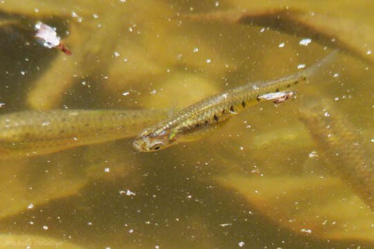 Image of Cnesterodon