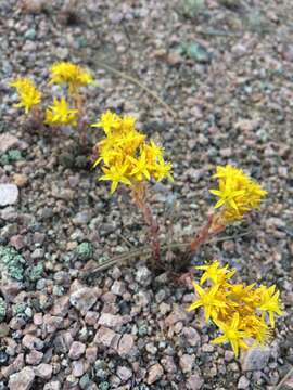 Image de Sedum lanceolatum Torr.