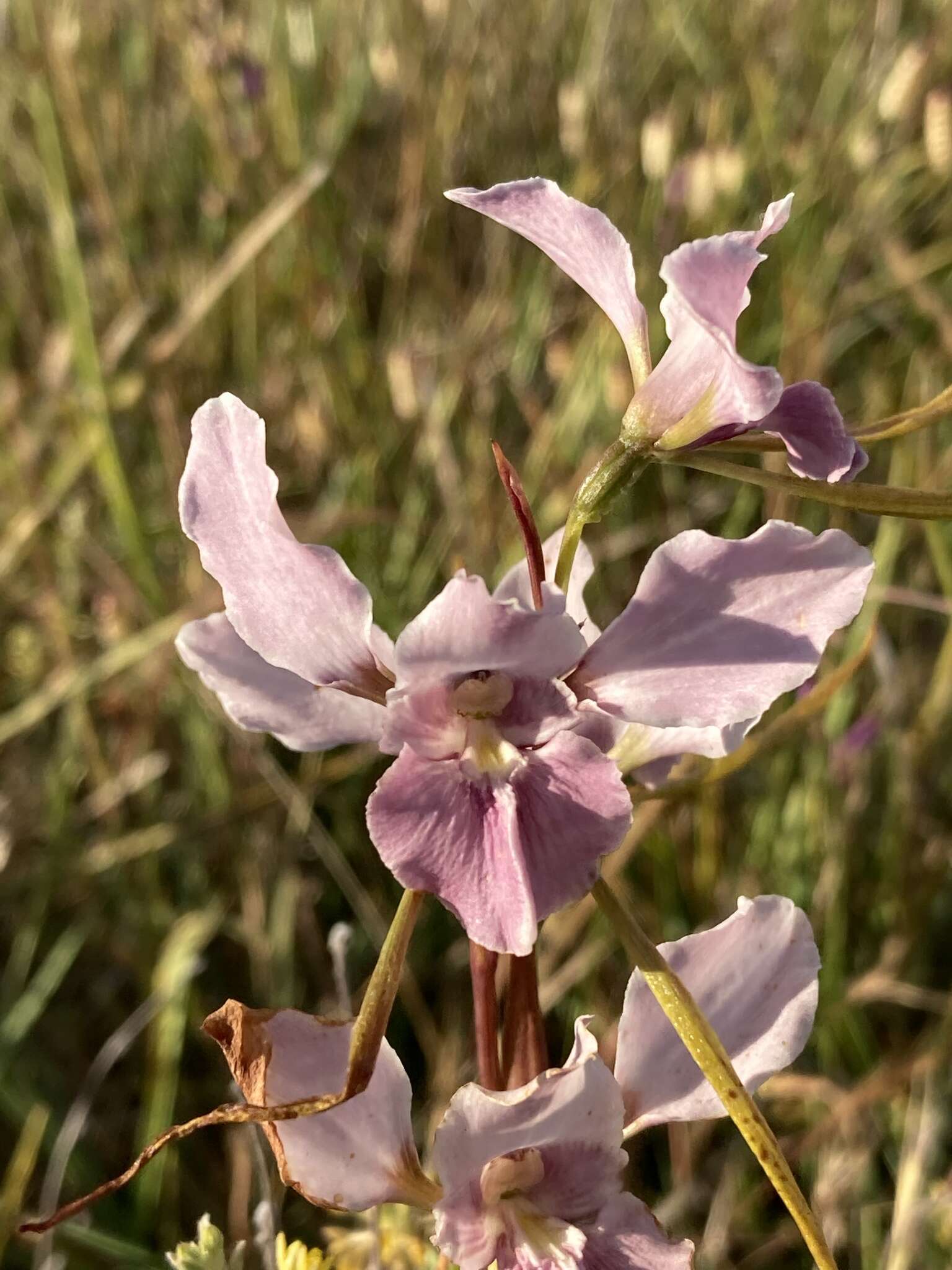 Image of Purple donkey orchid