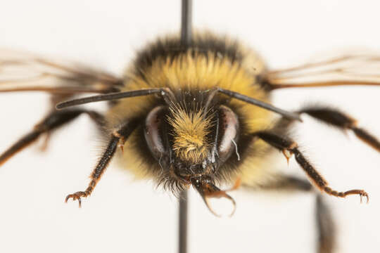 Image of Red tailed bumblebee