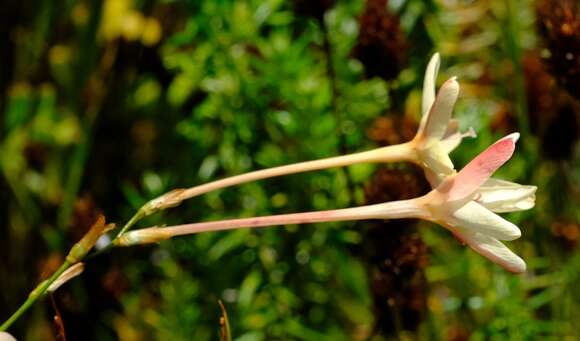 Image of Ixia paniculata D. Delaroche