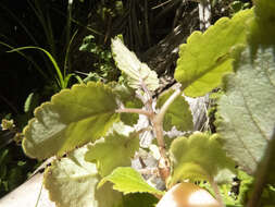 Image of New Zealand calceolaria