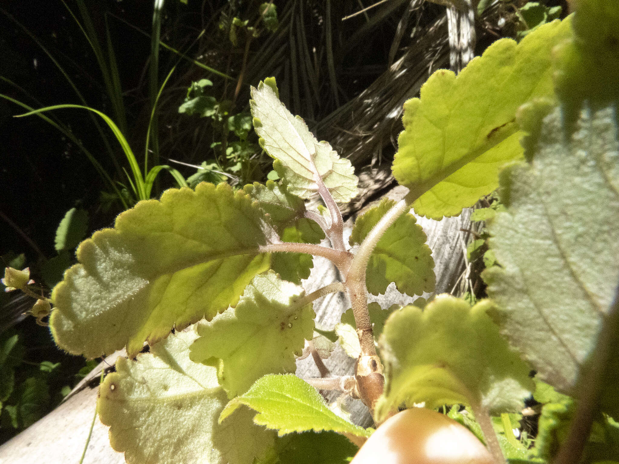 Image of New Zealand calceolaria