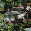 Imagem de Corydalis uniflora (Sieber) Nyman