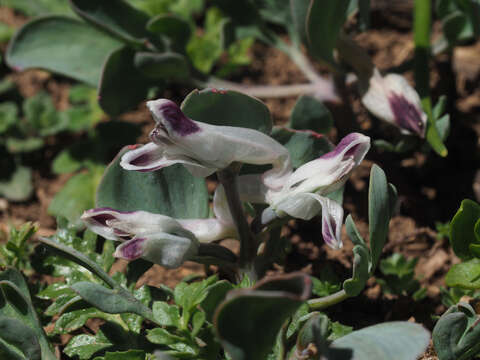 Corydalis uniflora (Sieber) Nyman resmi