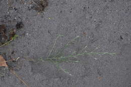 Image of Hyssop-Leaf Bugseed