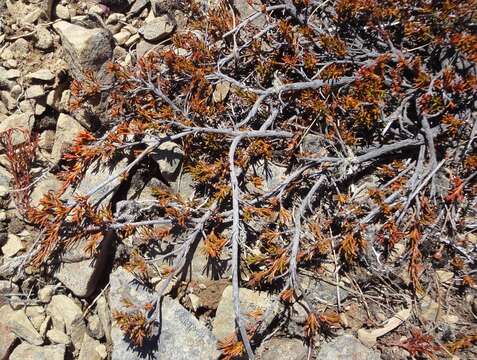 Слика од Dracophyllum pronum W. R. B. Oliver