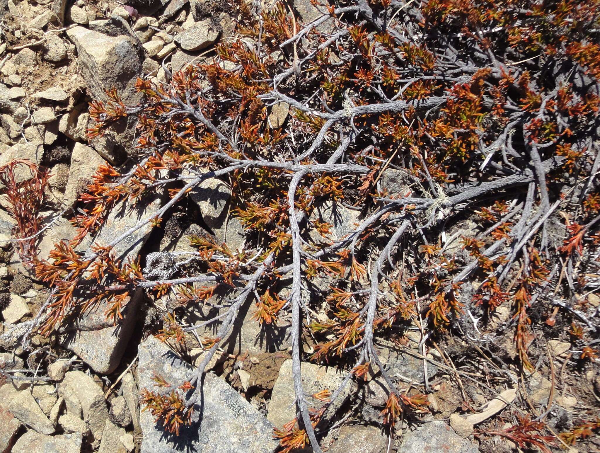 Image of Dracophyllum pronum W. R. B. Oliver