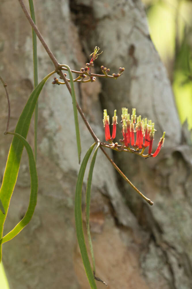 Image of Decaisnina brittenii (Blakely) Barlow