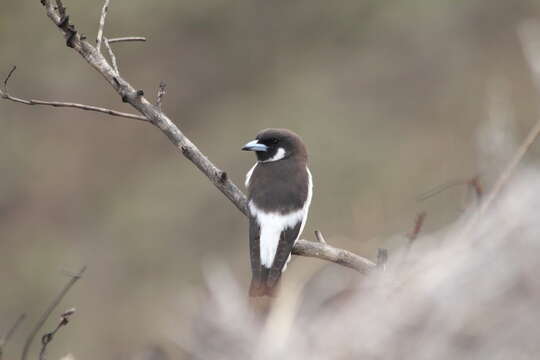 Image of Fiji Woodswallow