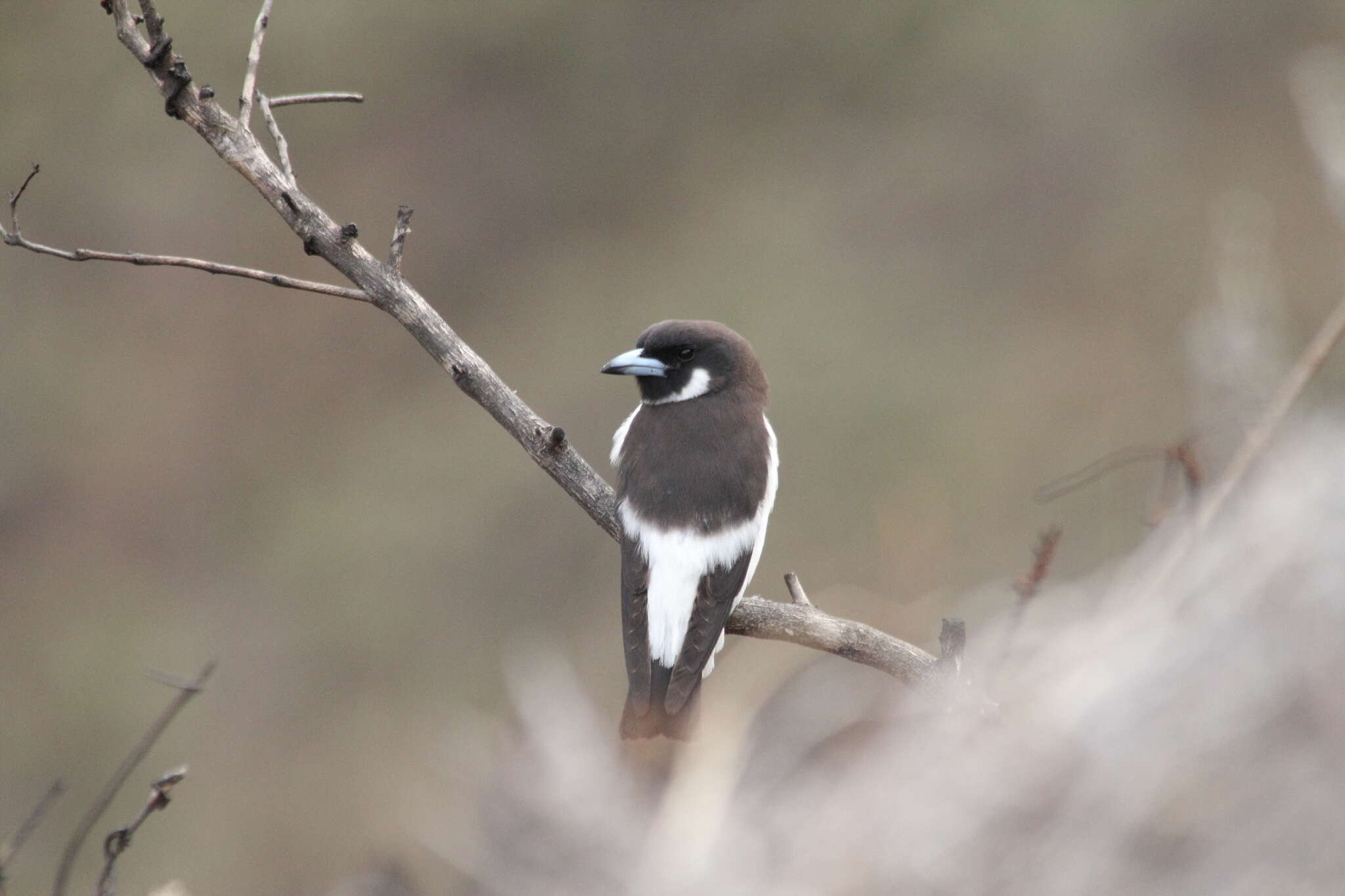 Image of Fiji Woodswallow