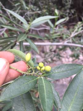 Image de Vallesia laciniata S. Brandeg.