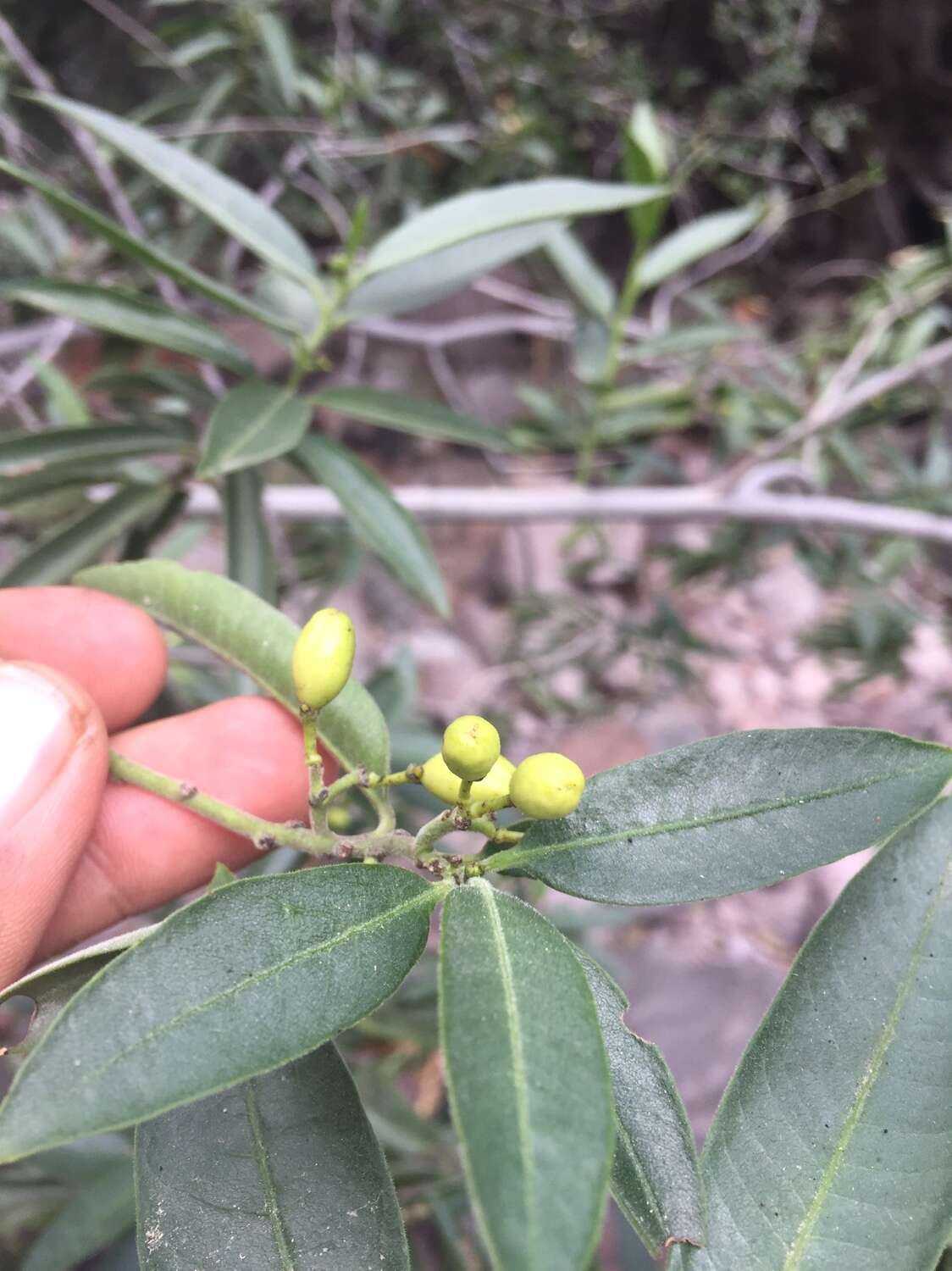 Imagem de Vallesia laciniata S. Brandeg.