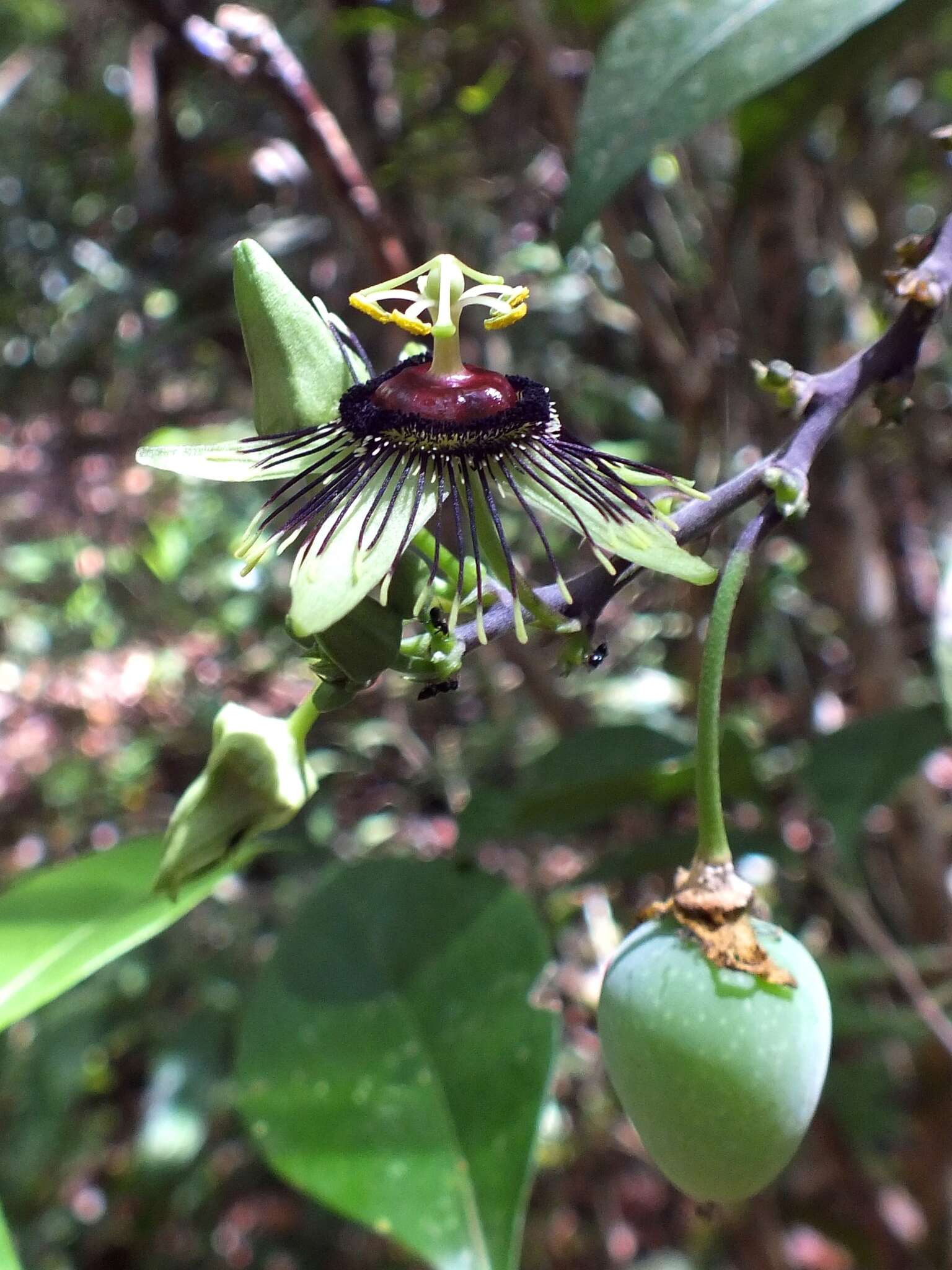 Image of Passiflora xiikzodz J. M. Mac Dougal