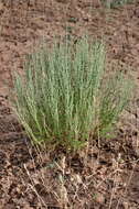 Image of Artemisia pauciflora