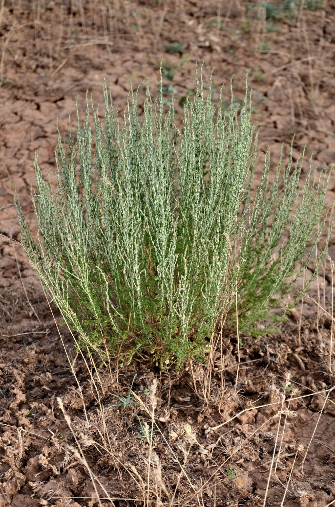 Image of Artemisia pauciflora