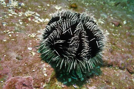 Image of Lamington urchin