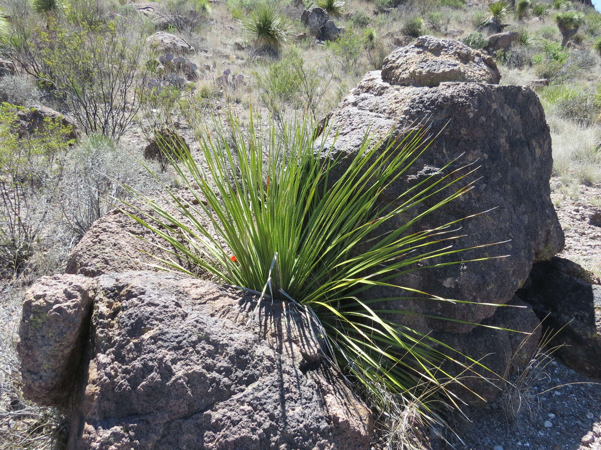 Image of green sotol