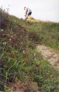 Image of Siberian wormwood