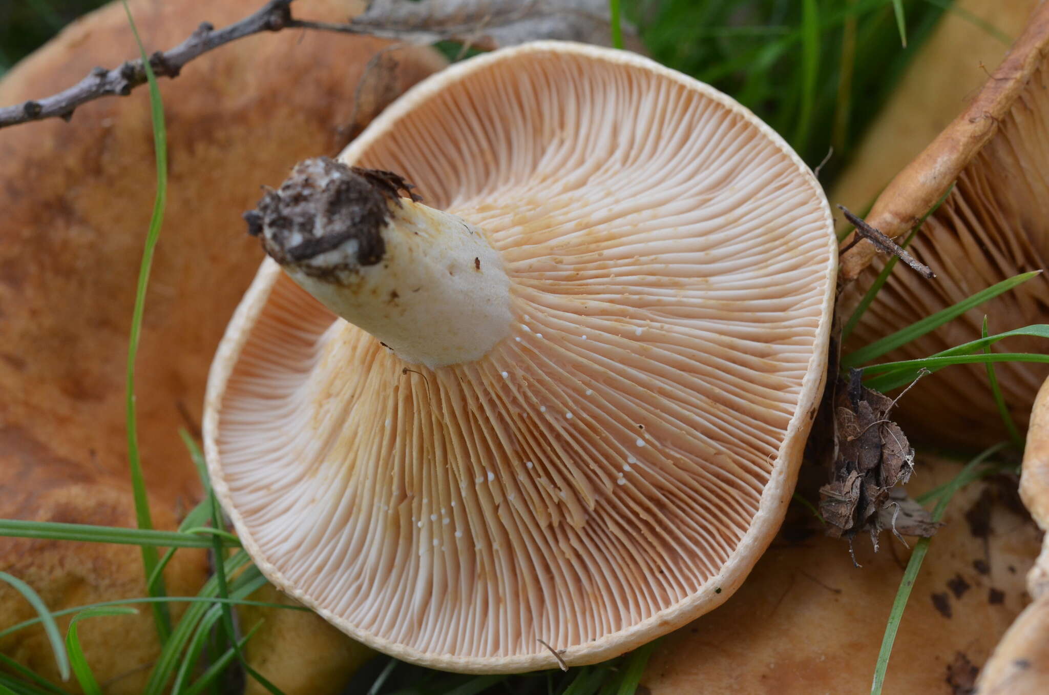 صورة Lactarius acerrimus Britzelm. 1893