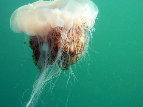 Image of lion’s mane