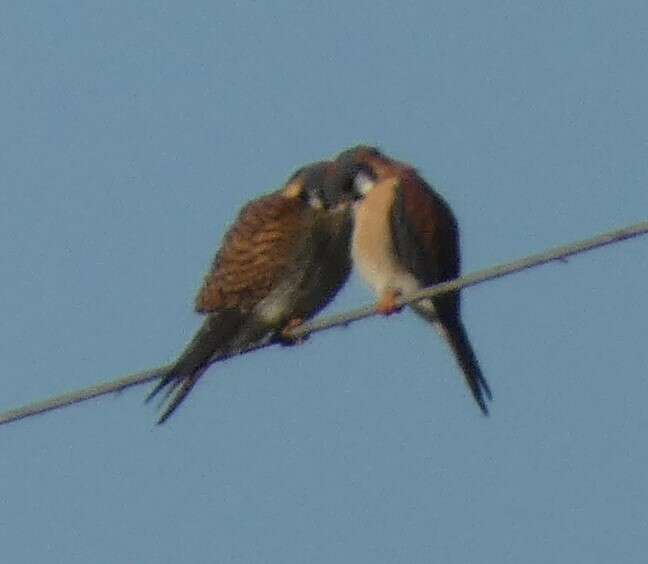 Image of Little Sparrow Hawk