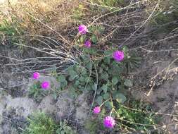 Imagem de Abronia ameliae Lundell