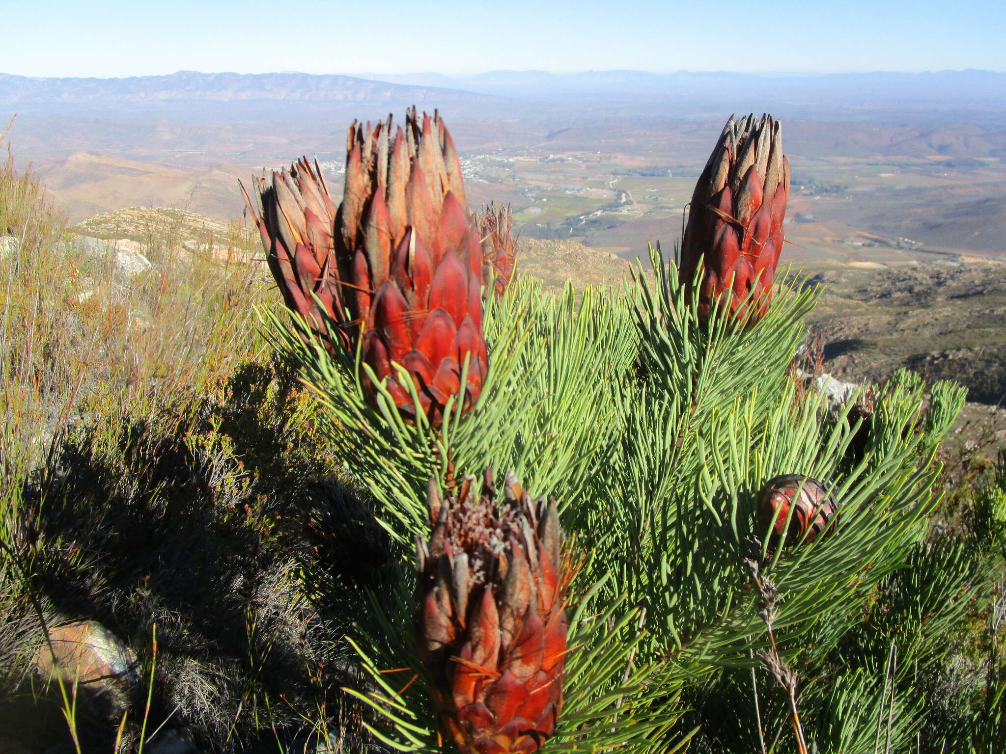 Image of Protea aristata Phillips