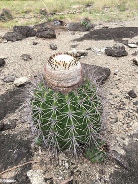 Image of Melocactus smithii (Alexander) Buining