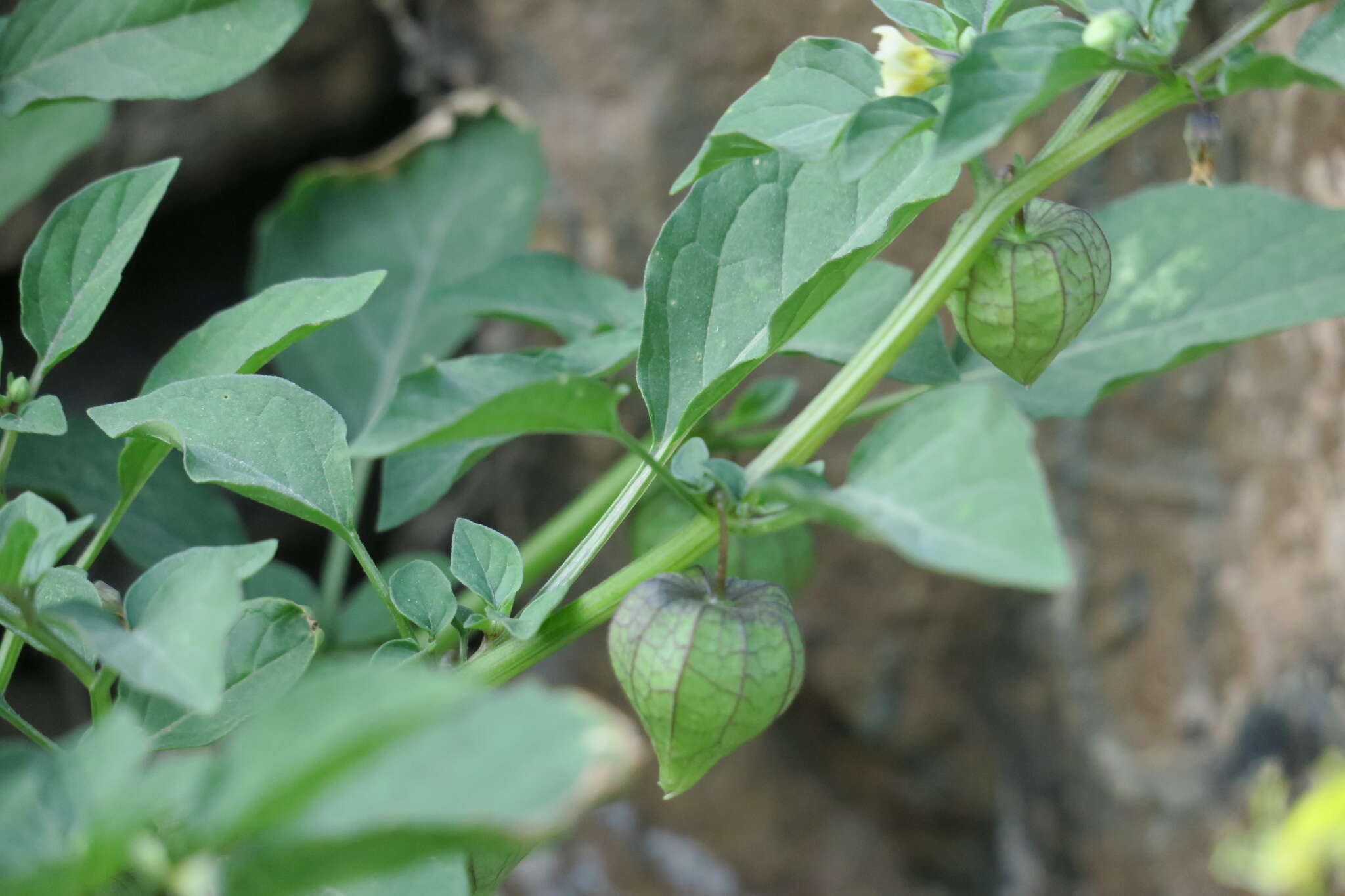 Plancia ëd Physalis lagascae Roem. & Schult.