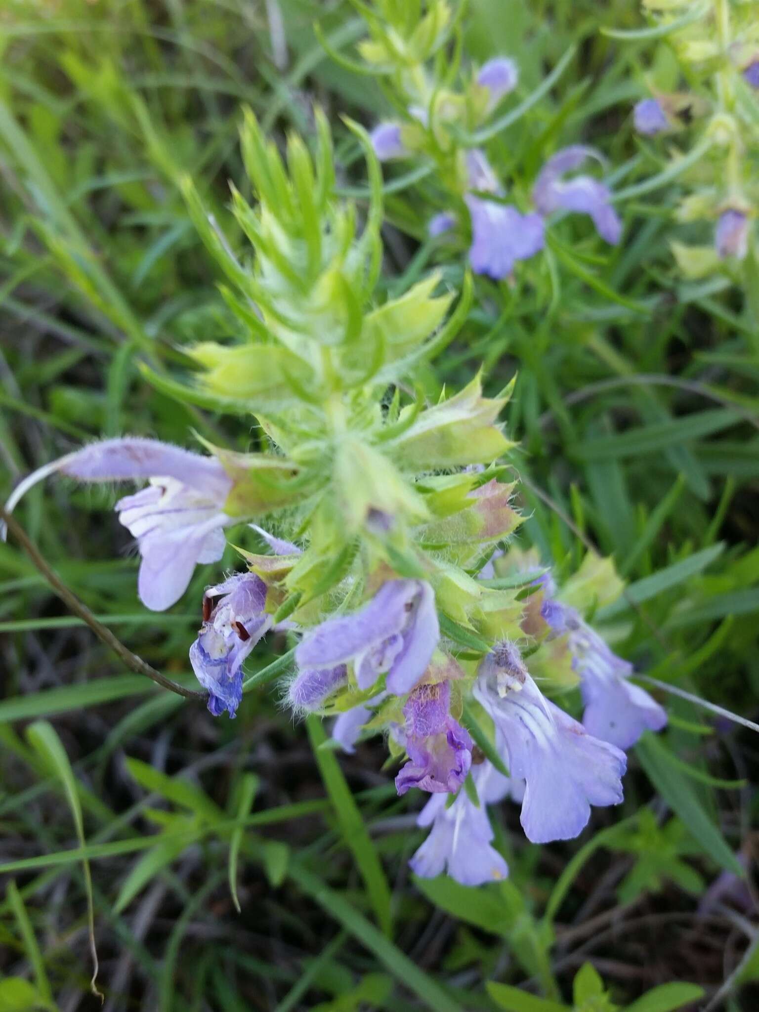 Sivun Salvia engelmannii A. Gray kuva