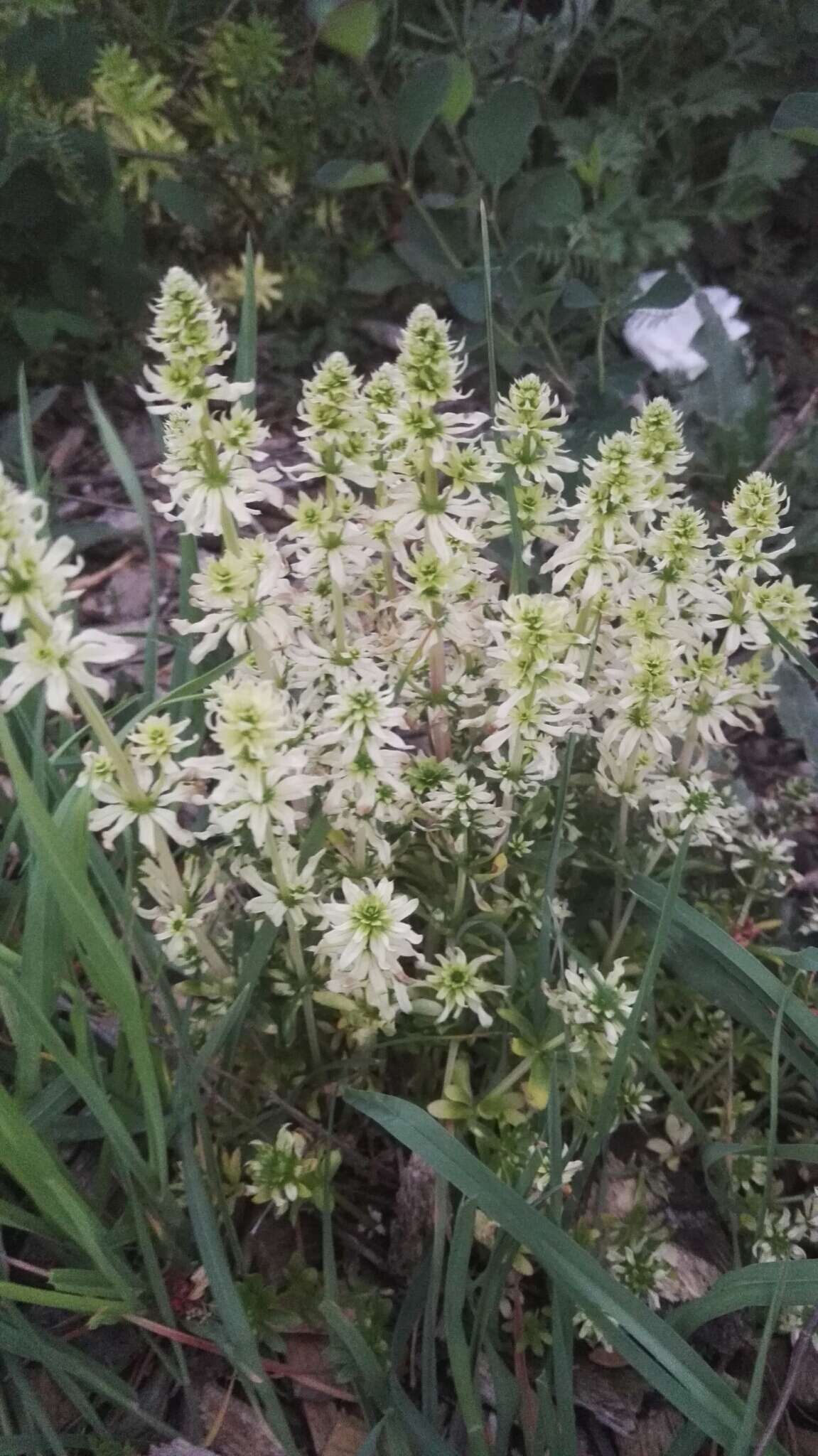 Image of white bedstraw