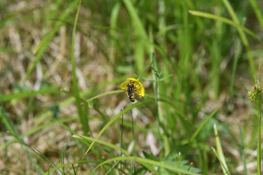 Image of Marsh Hoverfly