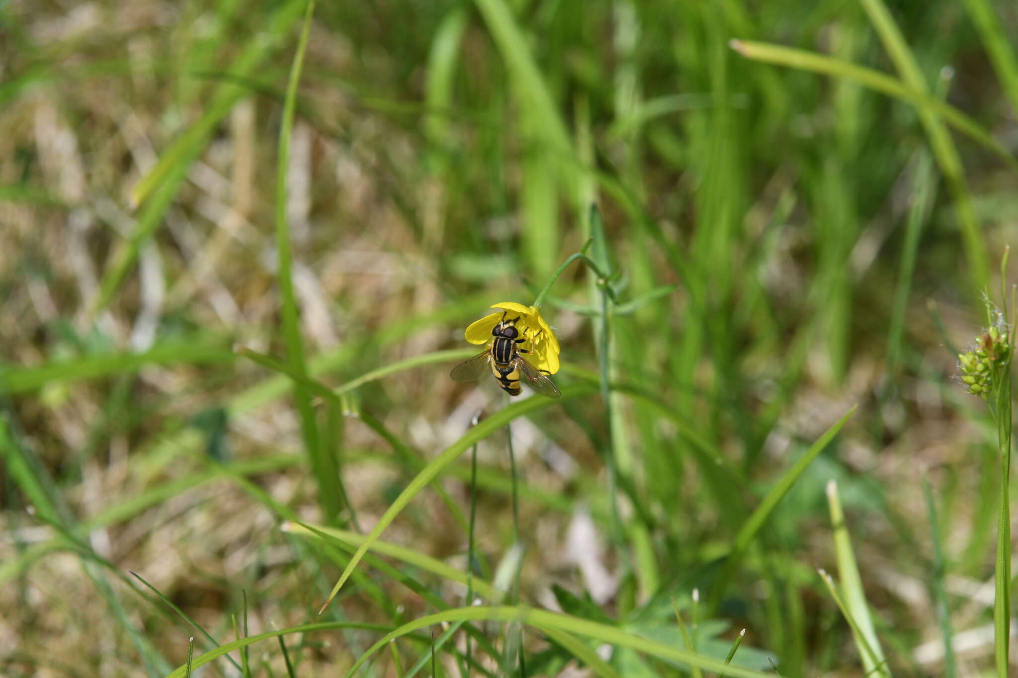 صورة Helophilus pendulus (Linnaeus 1758)