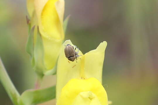 Image of Weevil