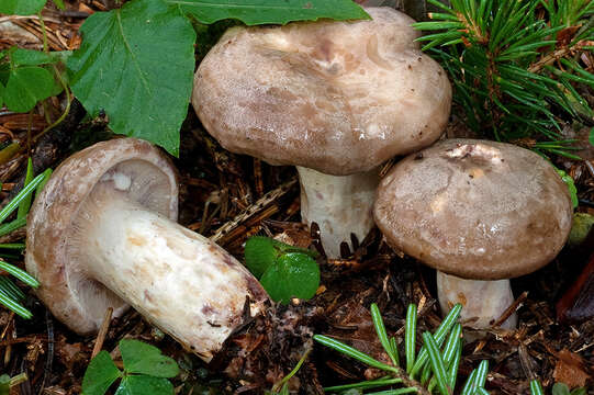 Image of Lactarius luridus (Pers.) Gray 1821