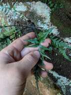 Image of spleenwort