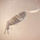 Image of Springtail