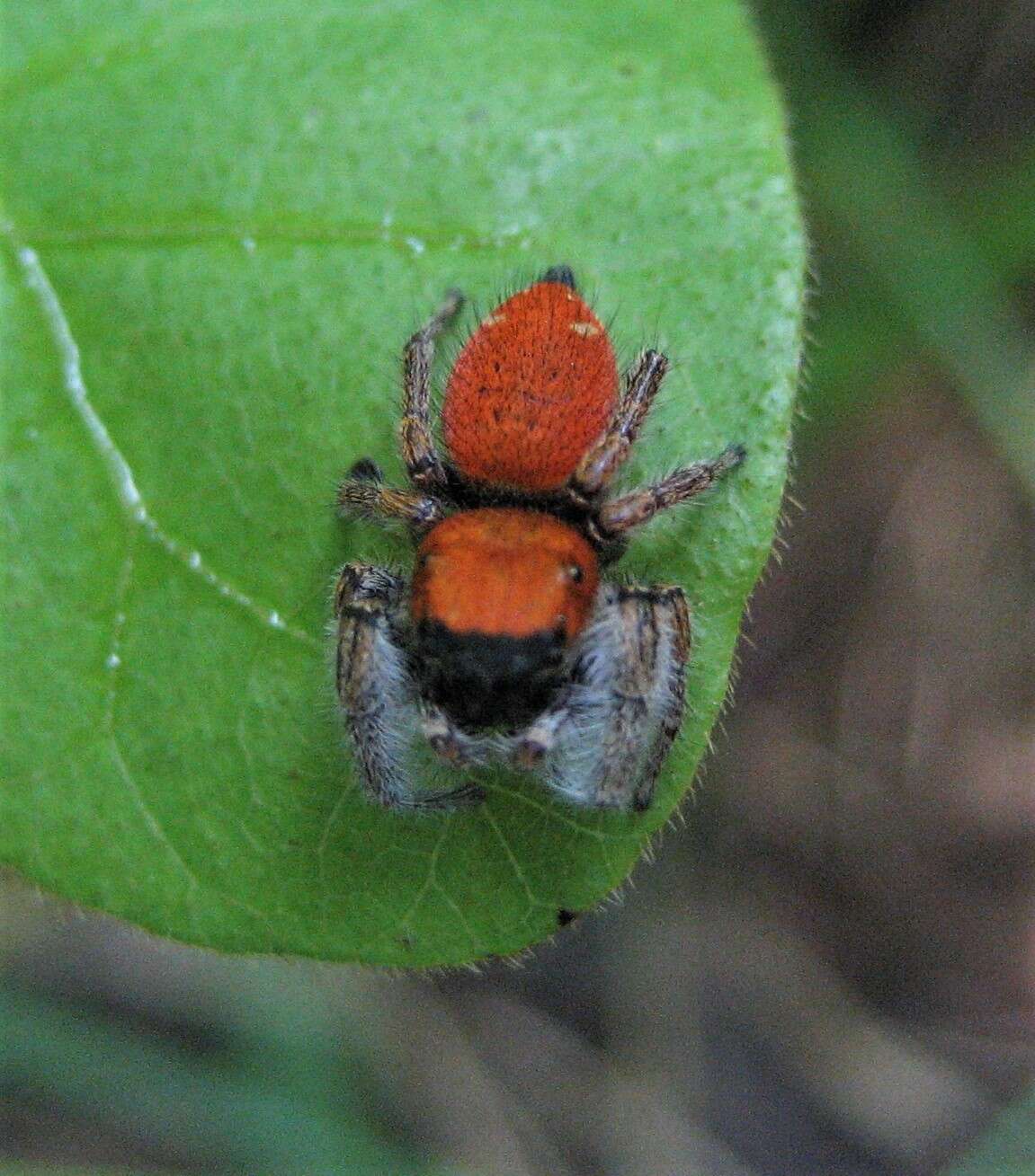 Plancia ëd Phidippus whitmani Peckham & Peckham 1909