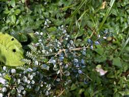 Image of Ligustrum morrisonense Kaneh. & Sasaki