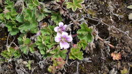 Image of Geranium kilimandscharicum Engl.