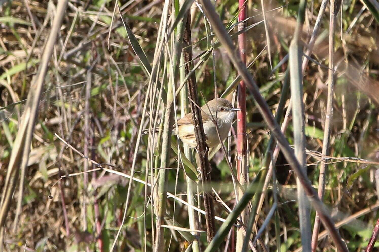 Image of Rufescent Prinia