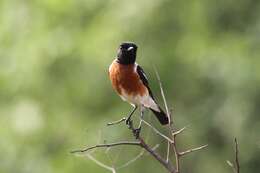 صورة Saxicola torquatus stonei Bowen 1931