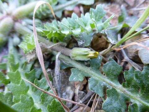 Image of Hyoseris scabra L.