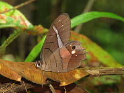 Image of Pierella helvina helvina