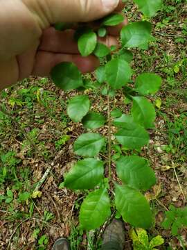 Image of Upland Swamp-Privet