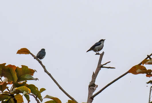 Image of Black-belted Flowerpecker