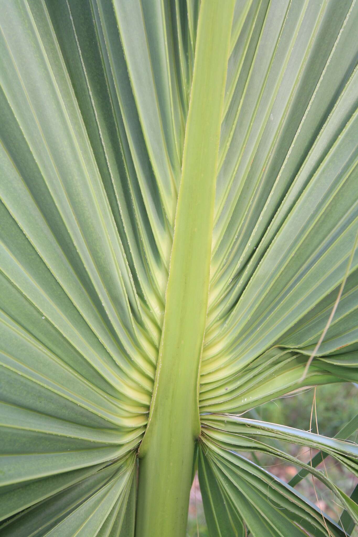 Image of Puerto Rico palmetto