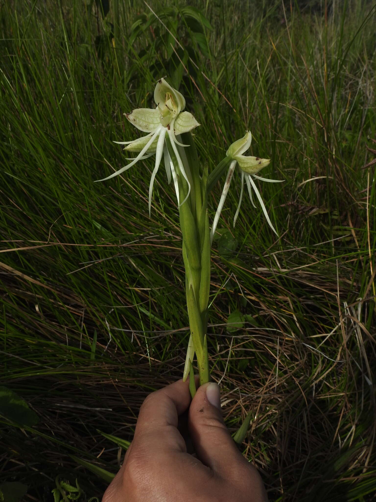 Imagem de Habenaria melvillei Ridl.